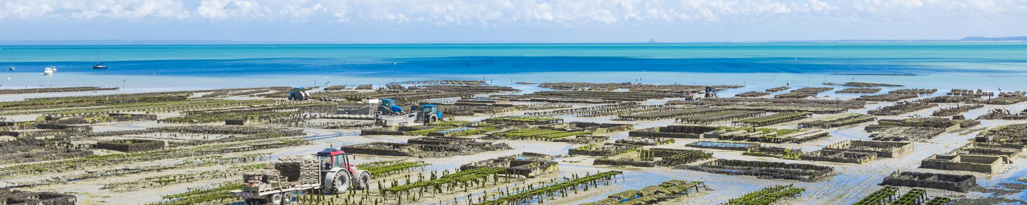 Visitez les parcs à huitres à Cancale