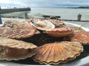 Coquille saint jacques à Cancale