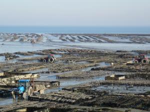 oysters cancale